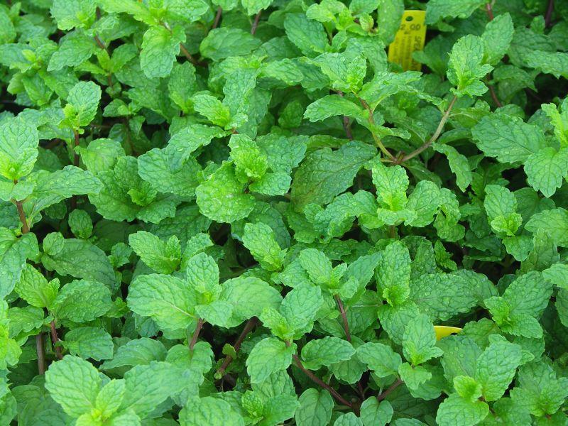 Mint
