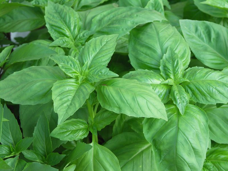 Basil