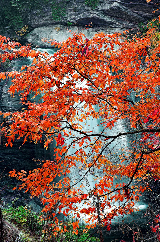 Red (Looking Glass Falls)