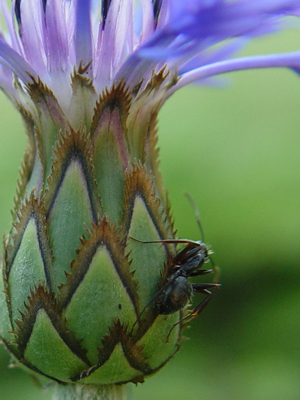 July 14, 2006<br><font size=2>Cornflower and Ant</font>