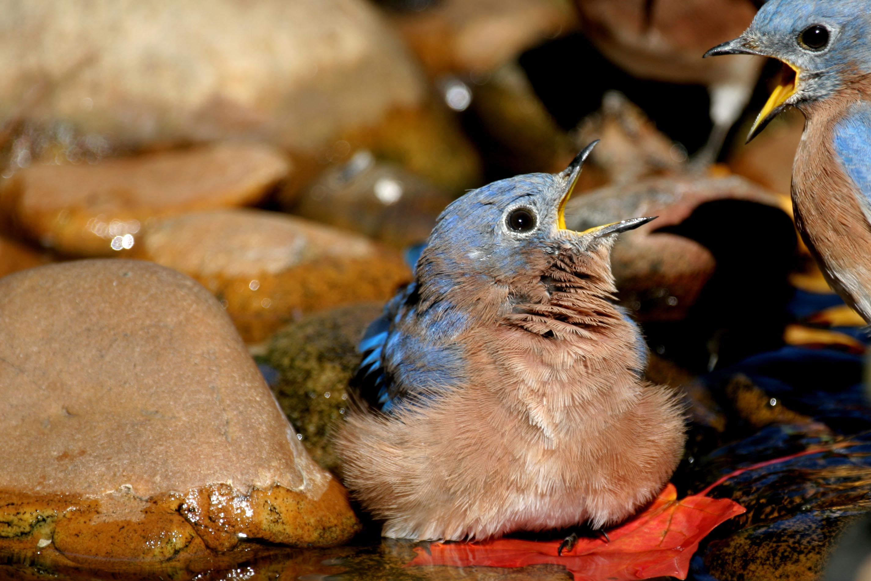 Bickering Bluebirds