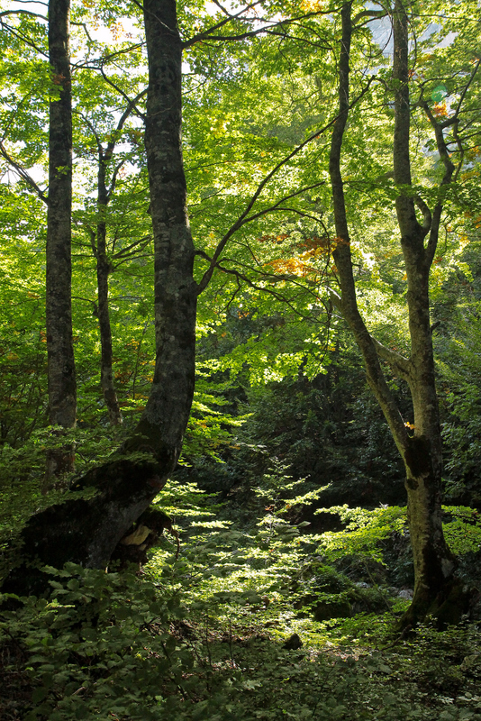 Pietracamela, forest # 8