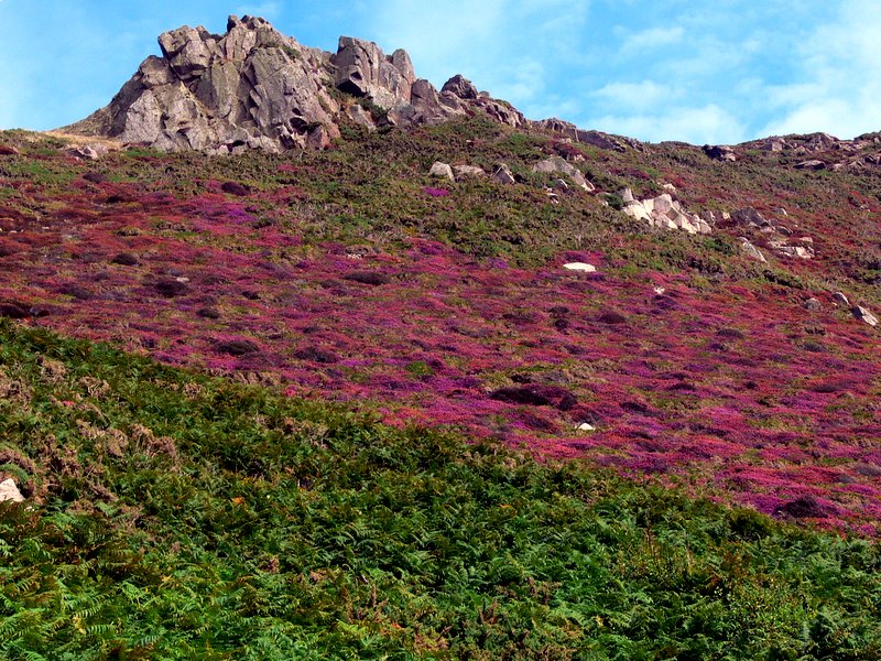 un tapis de bruyre.