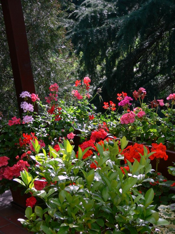 my garden