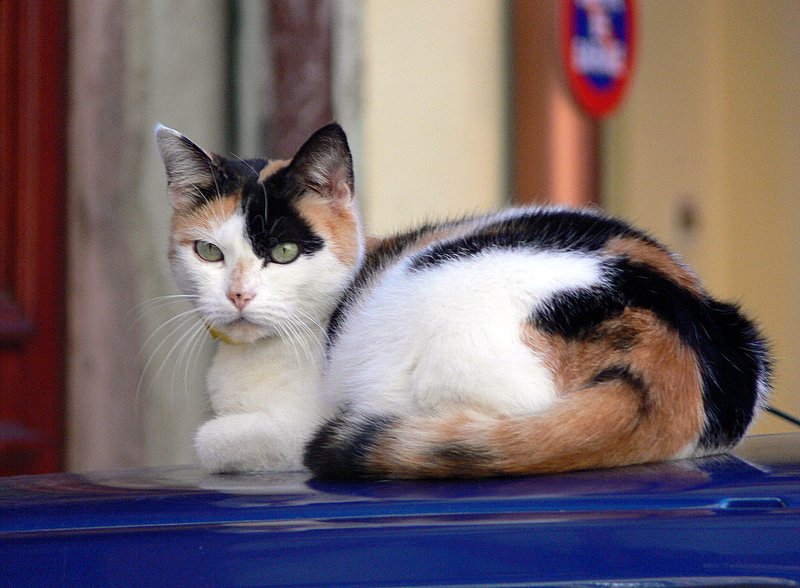 chat alsacien- Kaysersberg.