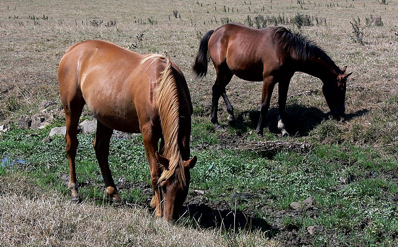 chevaux  Inglemare