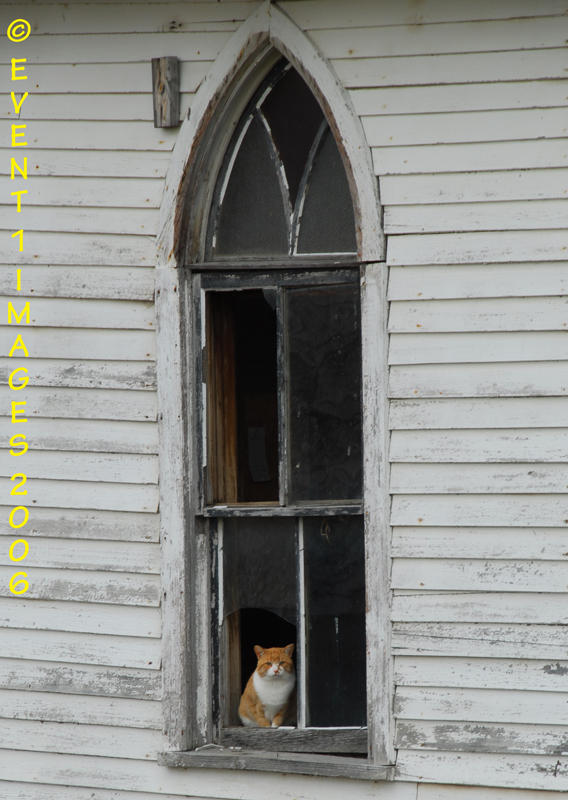 The Laura Church Cat