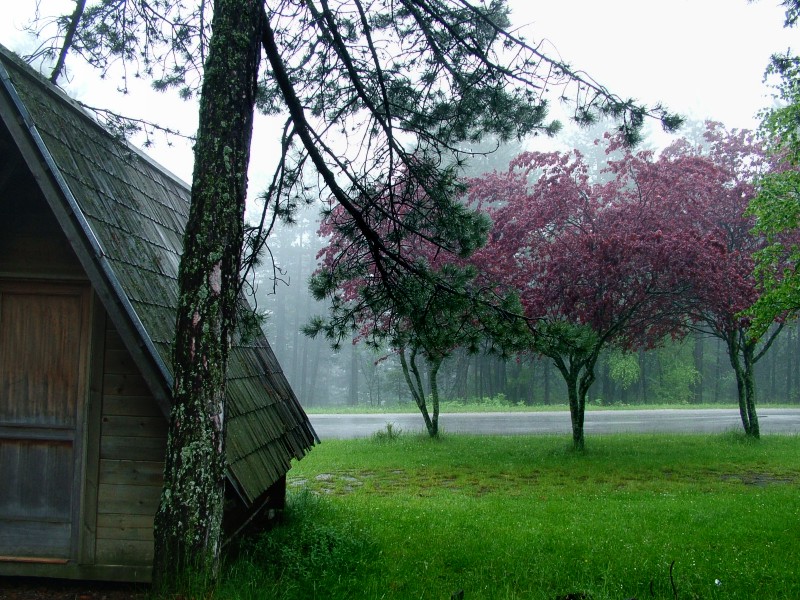 Purple tree - Tara mountain