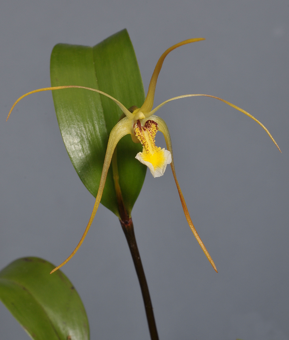 Dendrobium sp. Closer.