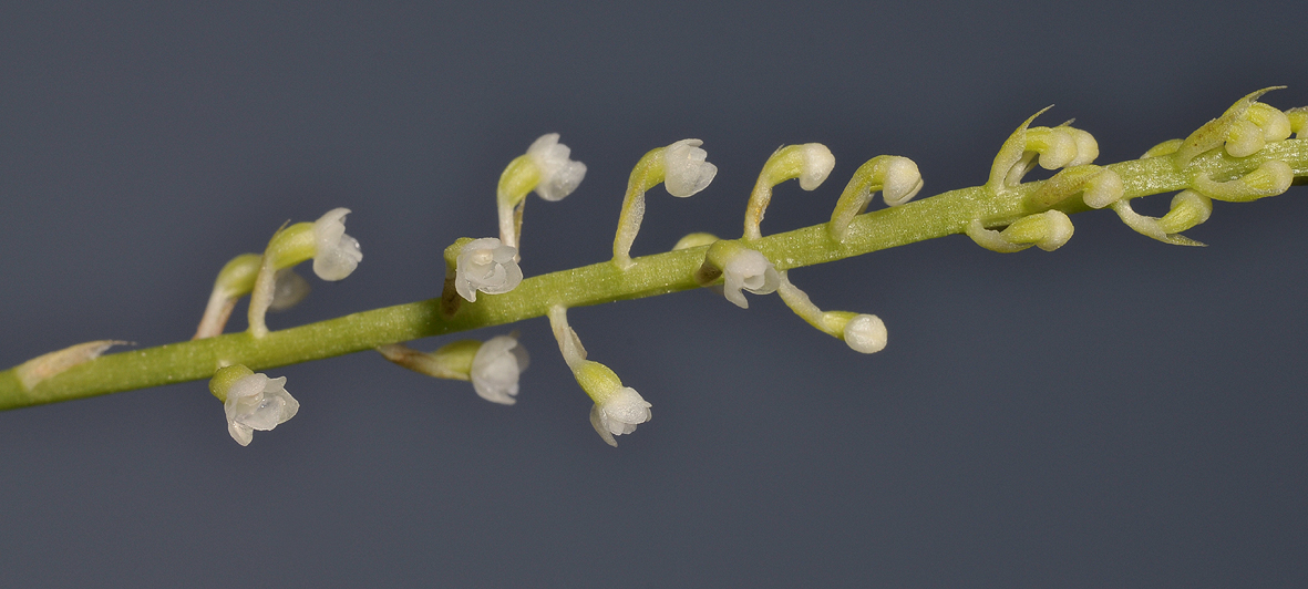 Phreatia sp. Closer.