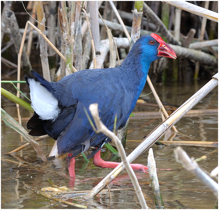 Purple Swamp Hen