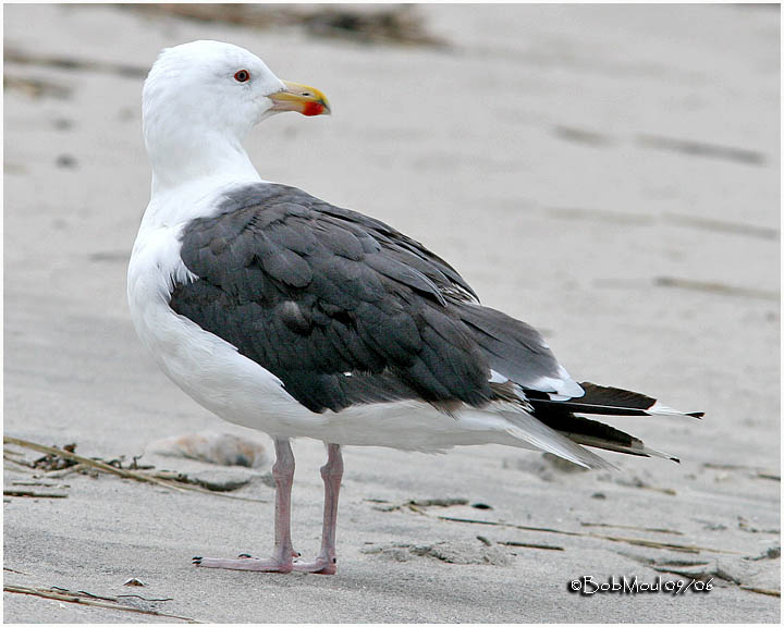 Great Black Backed Gull Adult.