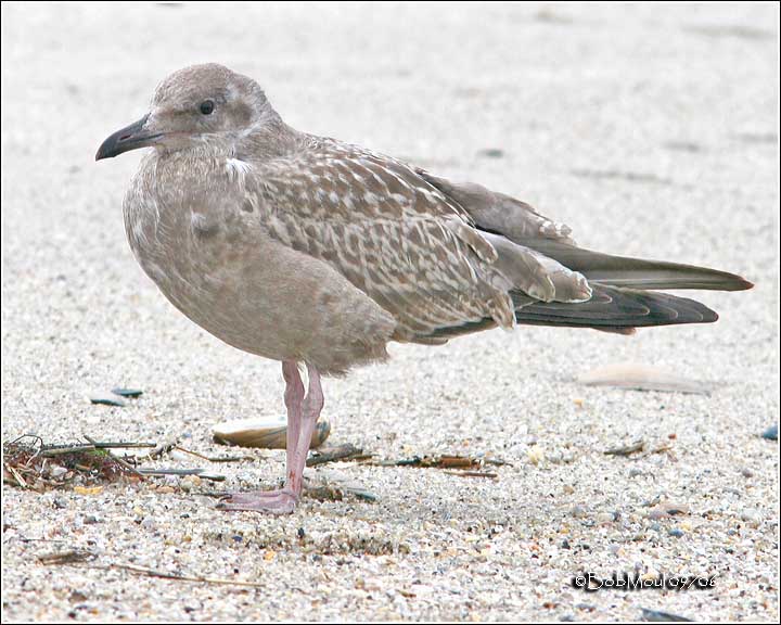 Herring Gull Juvenile