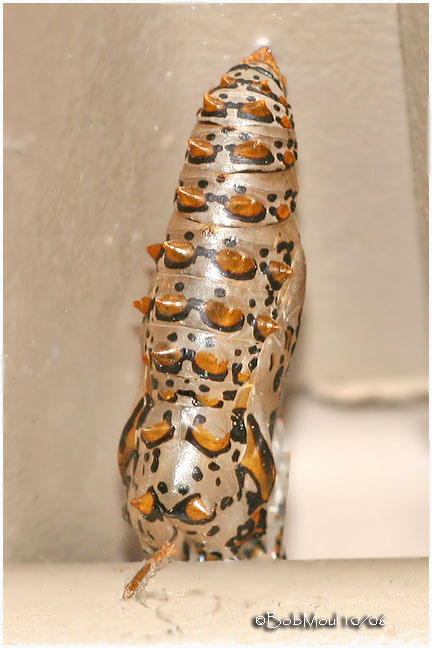 Variegated Fritillary Chrysalis