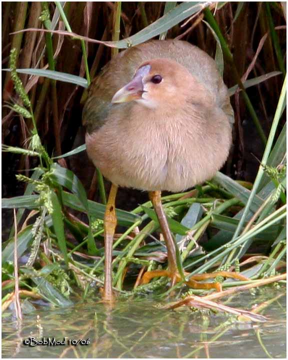 Purple Gallinule-Immature