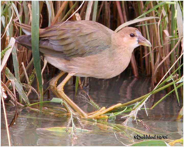 Purple Gallinule-Immature