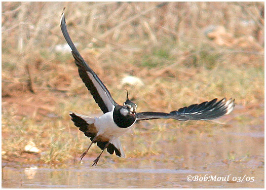 Northern Lapwing