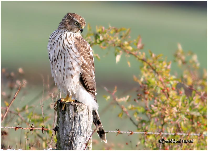 Coopers Hawk-Juvenile