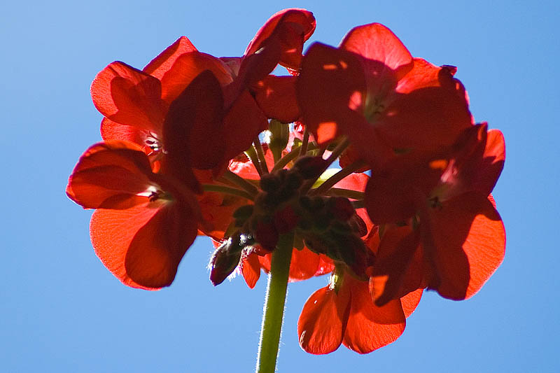 Backlit Geranium  ~  September 26  [10]