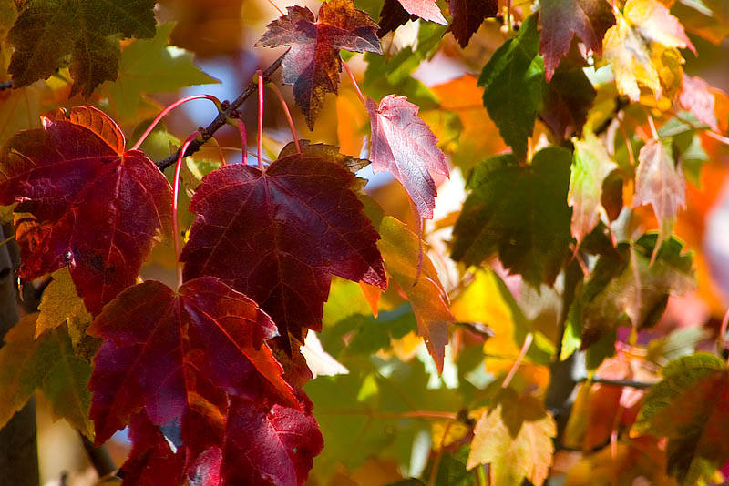 Fall Leaves 10  ~  October 7  [11]
