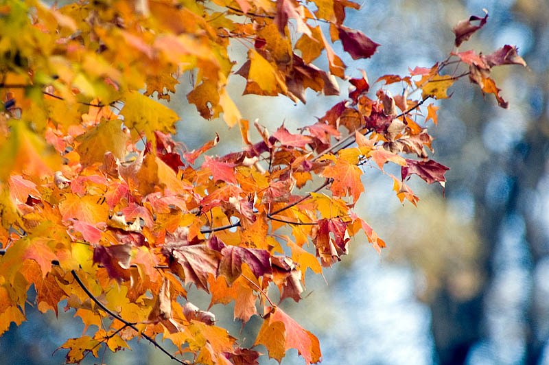 Maple Leaves  ~  October 21  [12]