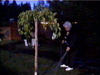 Its almost dark and Opie is giving Jerrys tree its first drink of water.jpg
