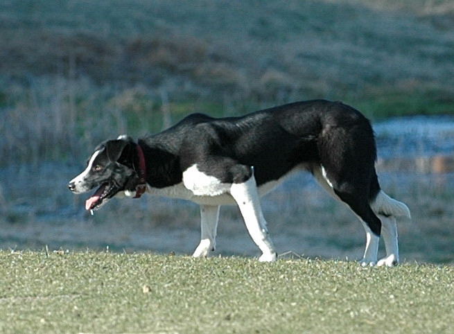 Roger Deschambeaults Jet