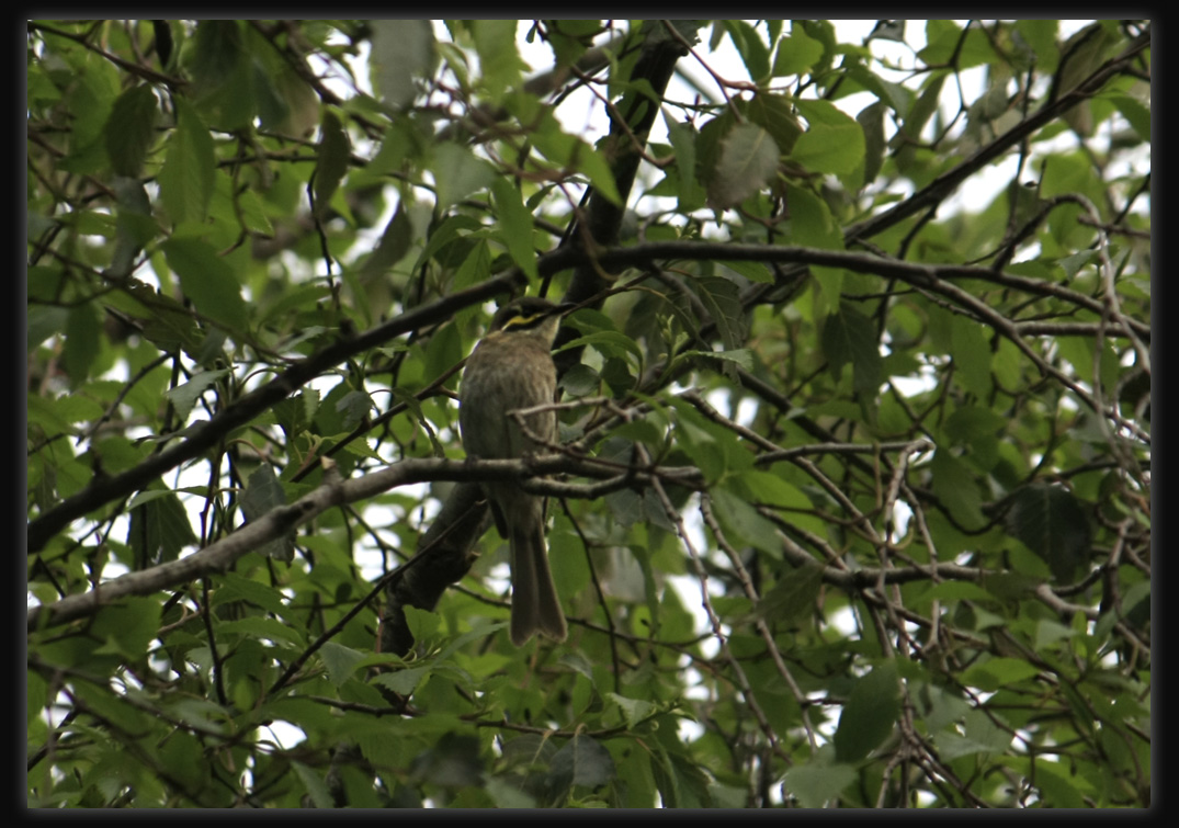 Yellow Faced Honeyeater