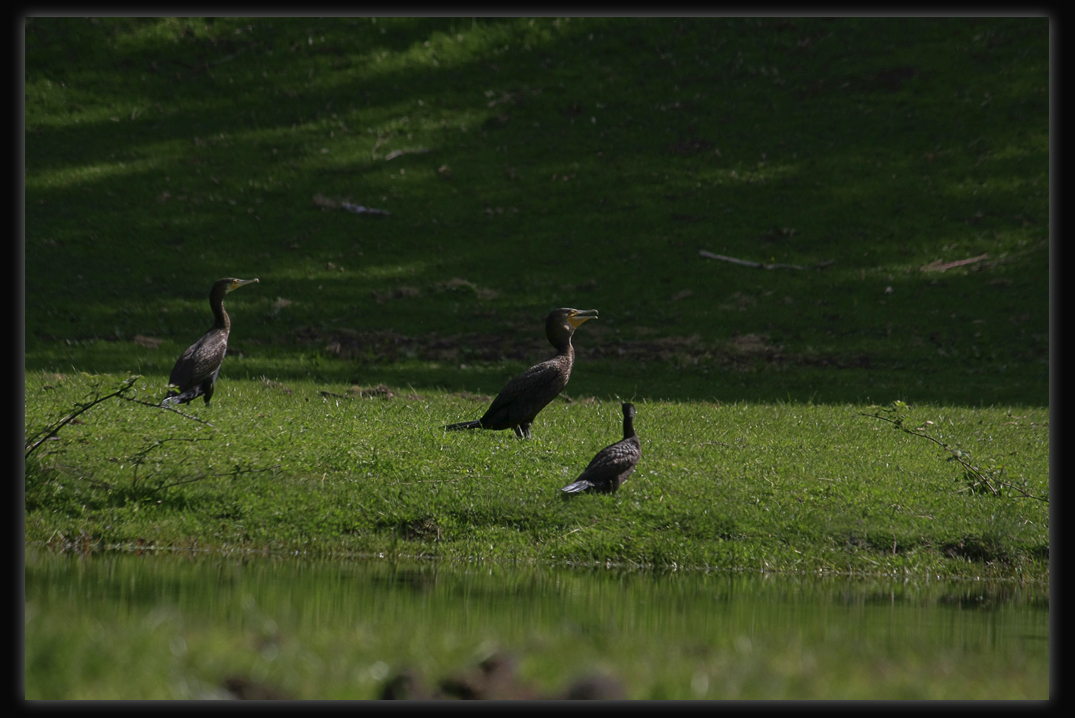 Great Cormorant