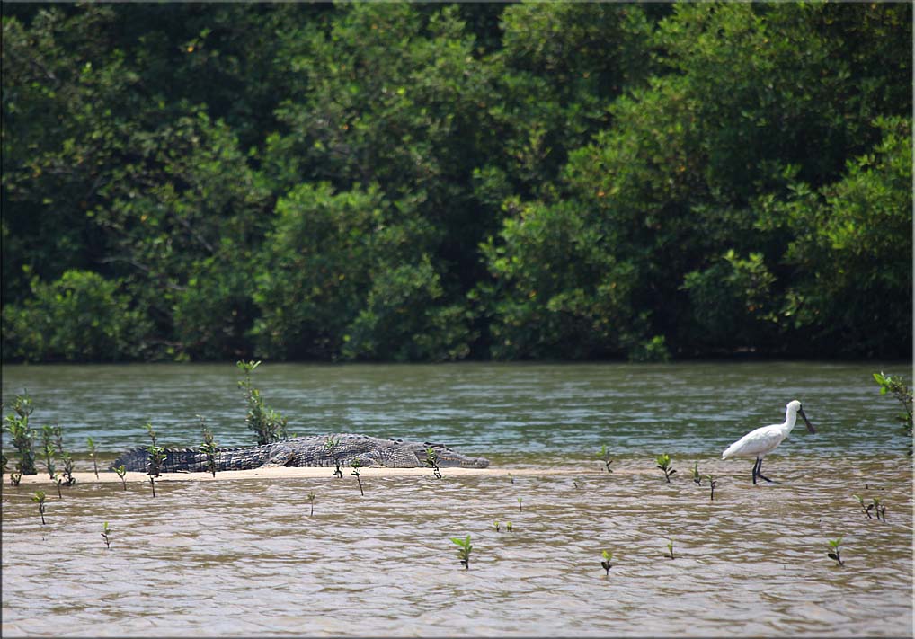 Crocodile Daintree River 03.10.11.03.jpg