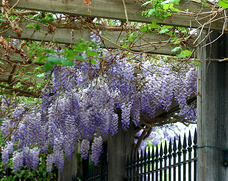 Cascading wisteria