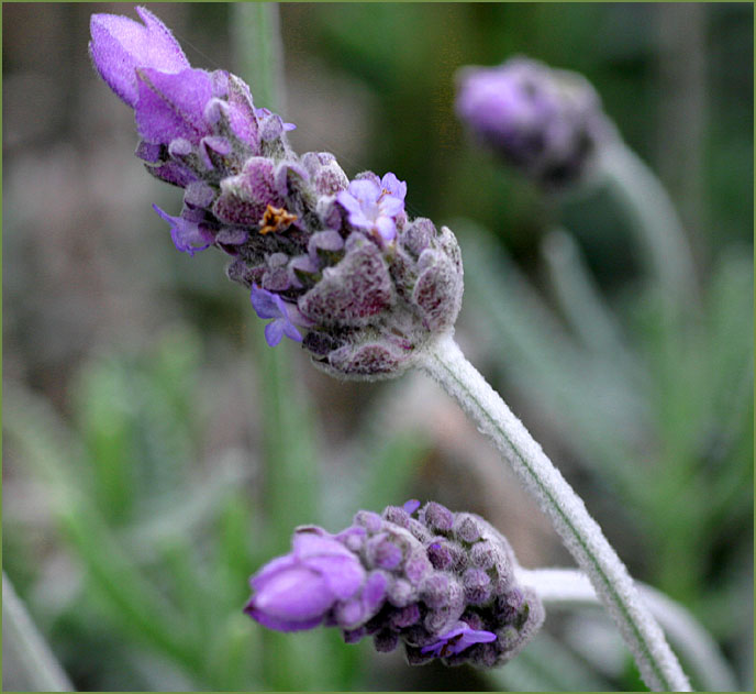 French Lavender