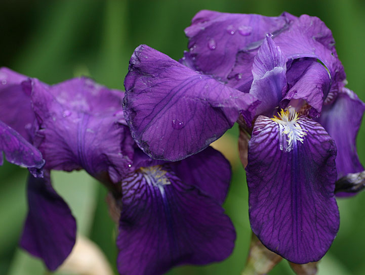 Purple bearded iris