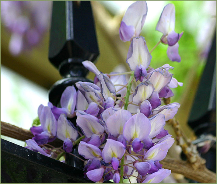 Wisteria close up