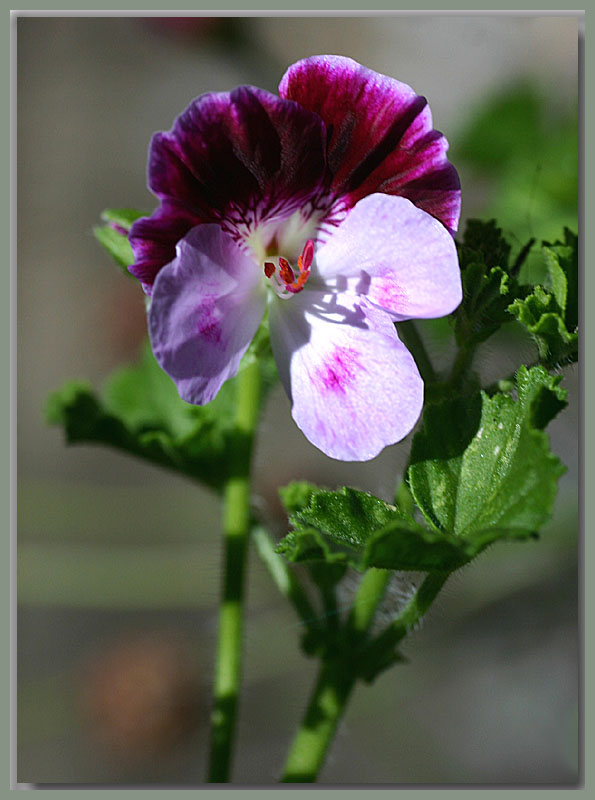 Pelargonium ~ Angel Starlight ~