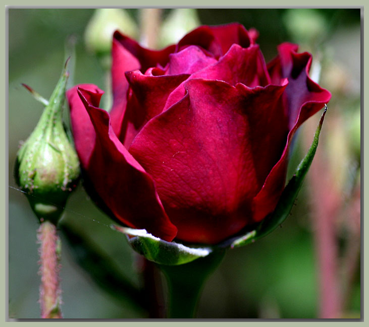 Red red rosebud...
