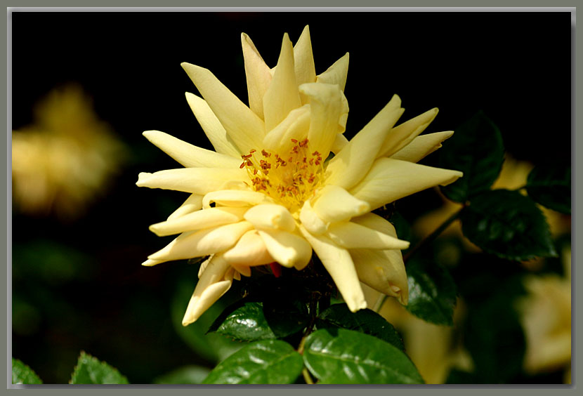 Golden Century fully opened...