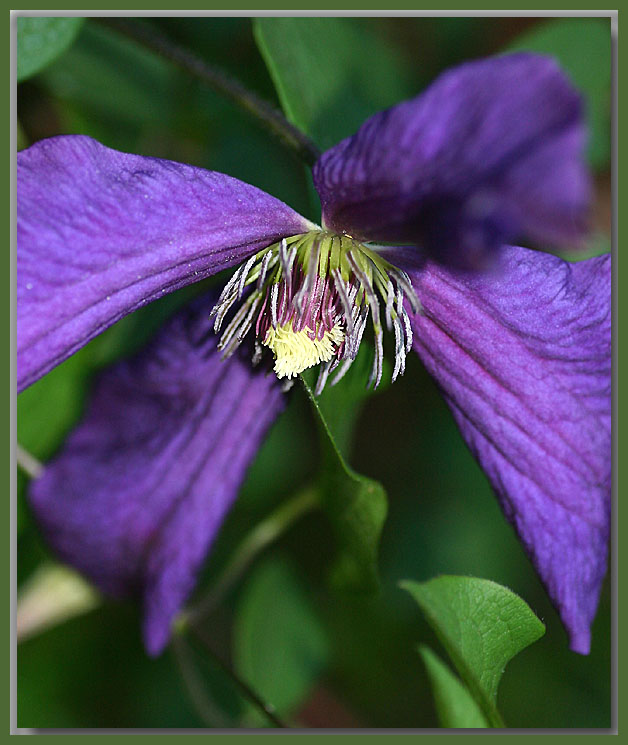 Clematis viticella Polish Spirit