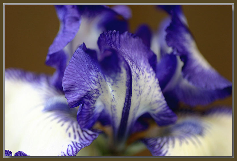 Blue Staccato