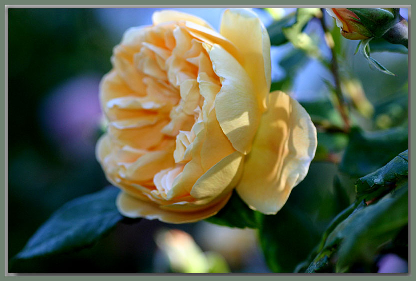 Crown Princess Margareta