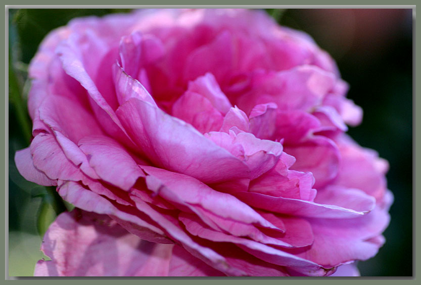 Gertrude Jekyll