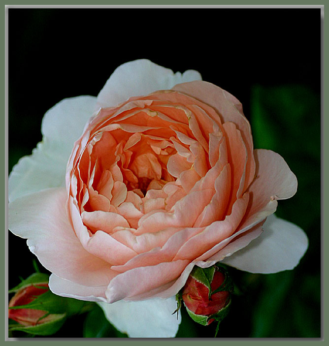 Ambridge Rose