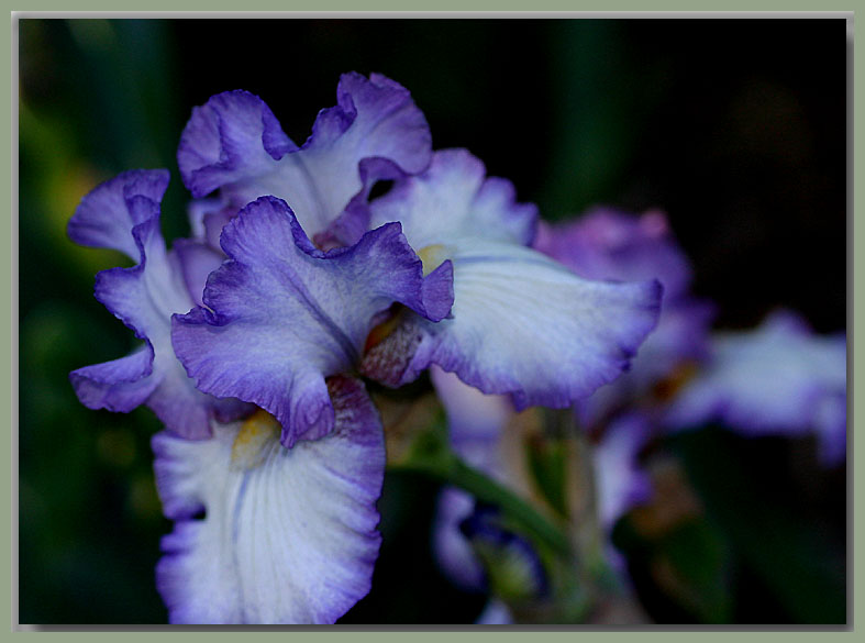 Bearded iris