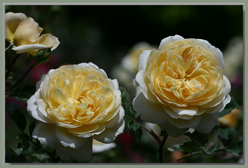 Crocus Rose