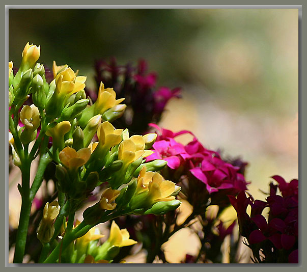 Kalanchoes