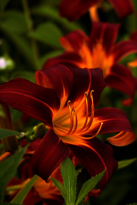Bold Orange Flower
