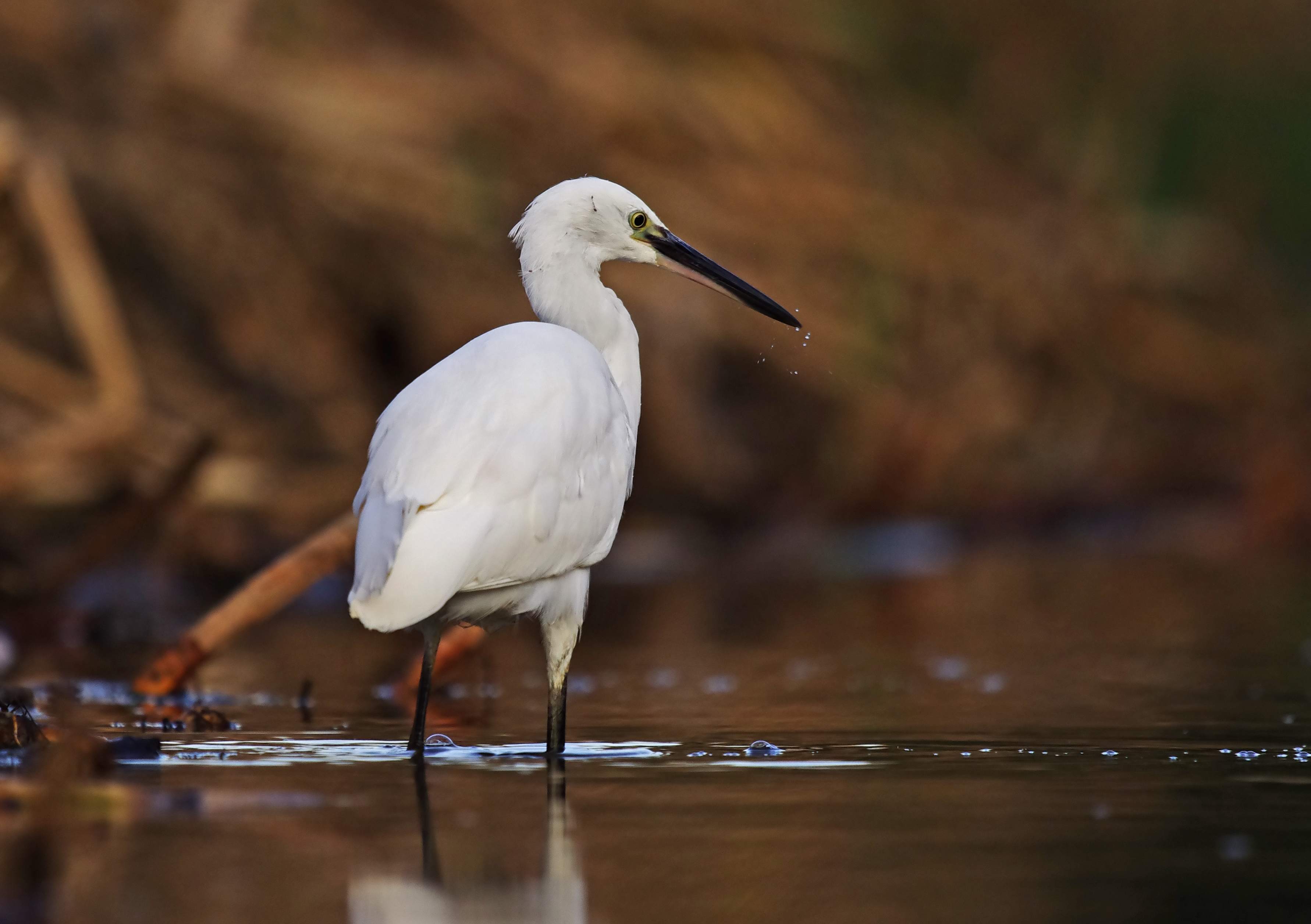 Little Egret