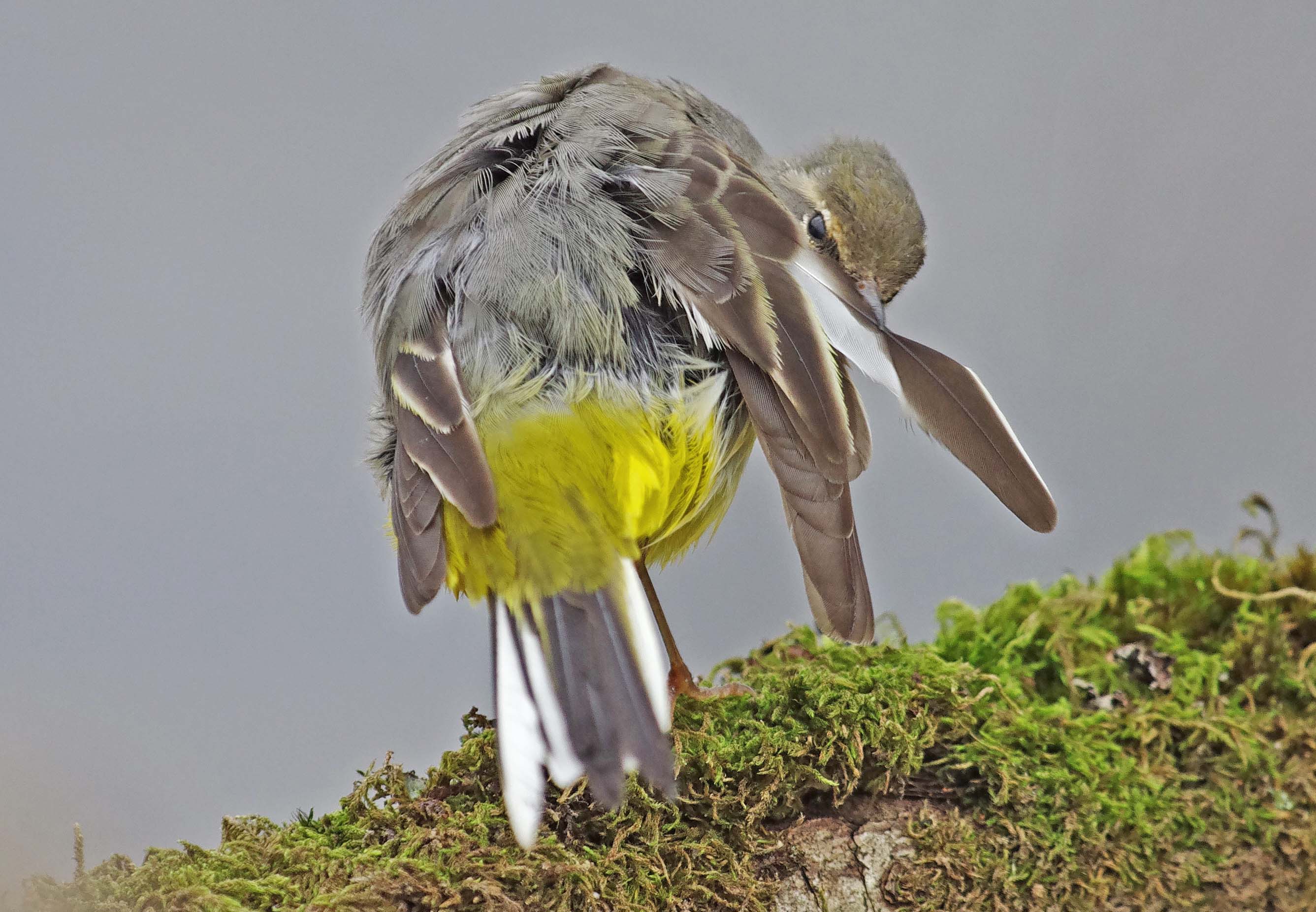 Grey Wagtail - motacilla cinerea