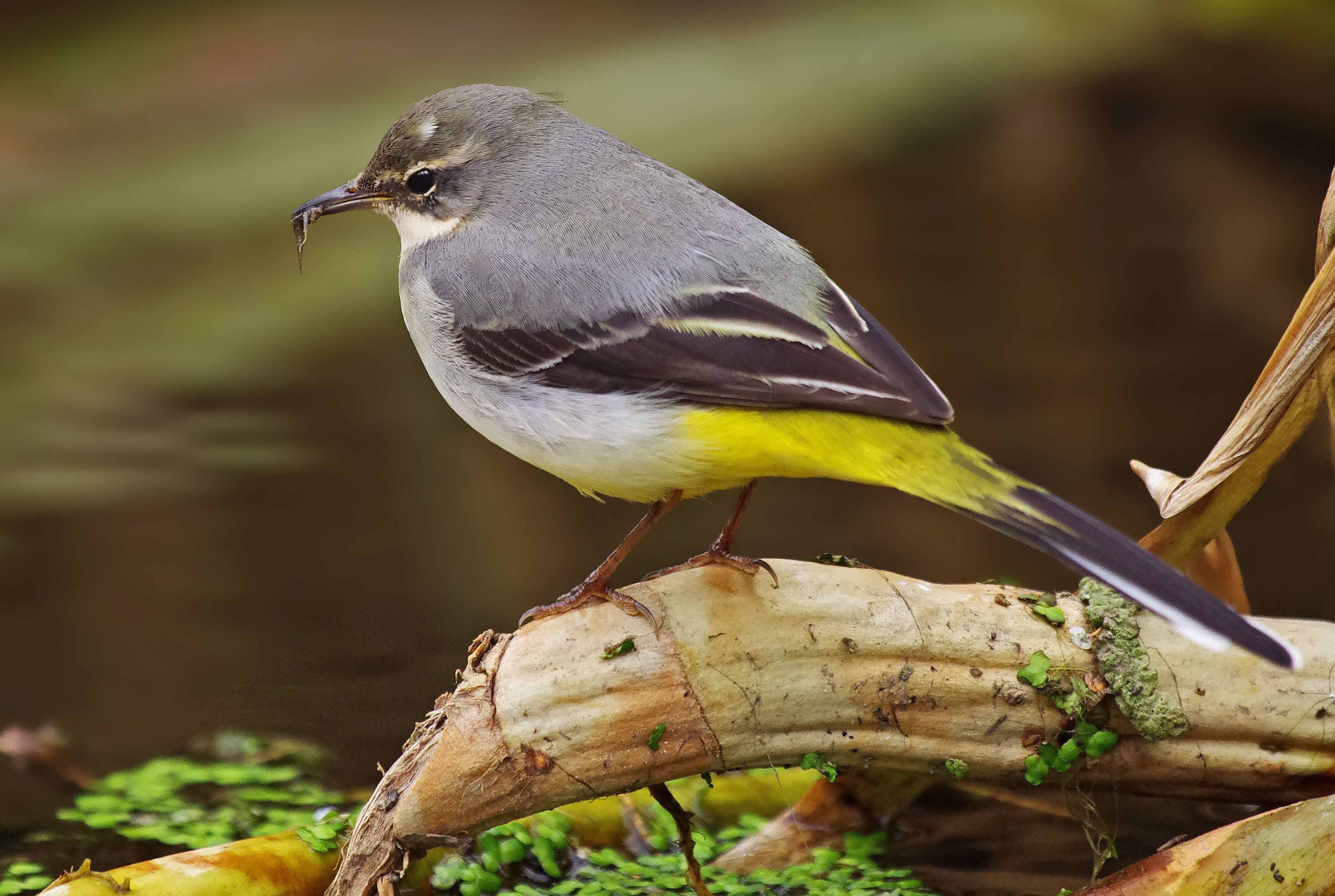 Grey Wagtail - motacilla cinerea