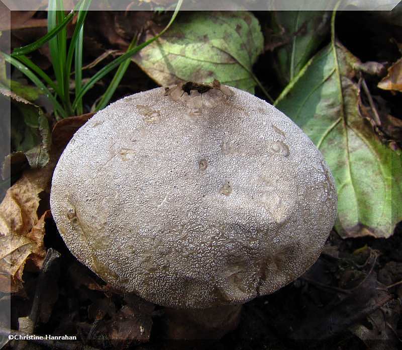 Puffball (Lycoperdon sp.)